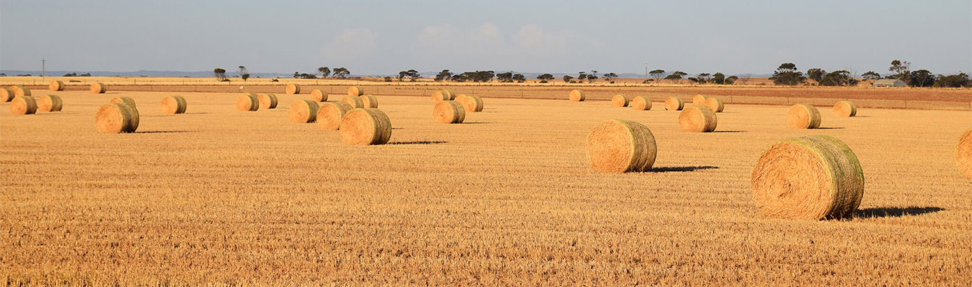 Evaluating the Economics of Export Hay in Selected Farming Systems