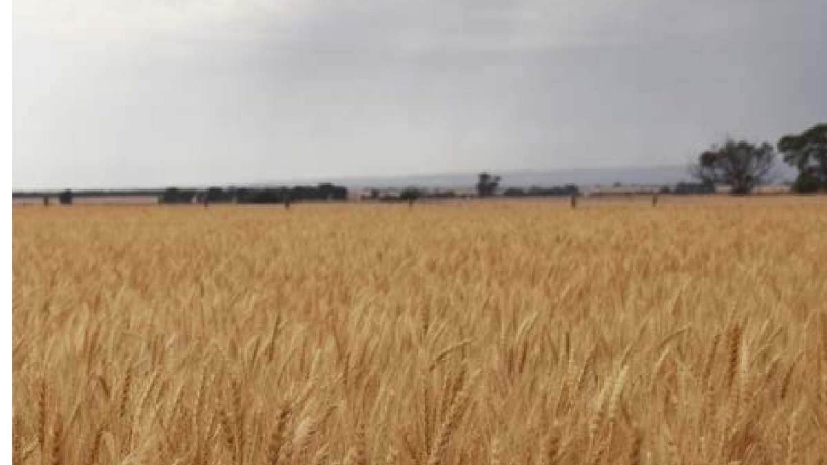 Iran Fuel Crisis and Australian Farm Costs: What the Numbers Actually Show