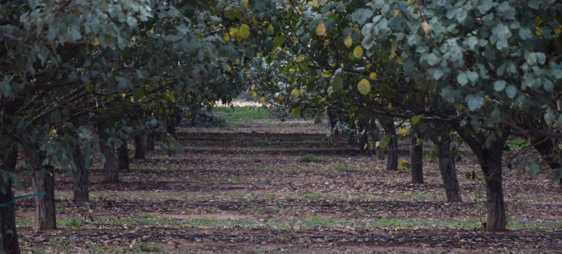 AI-Powered Farm Financial Management Assistant