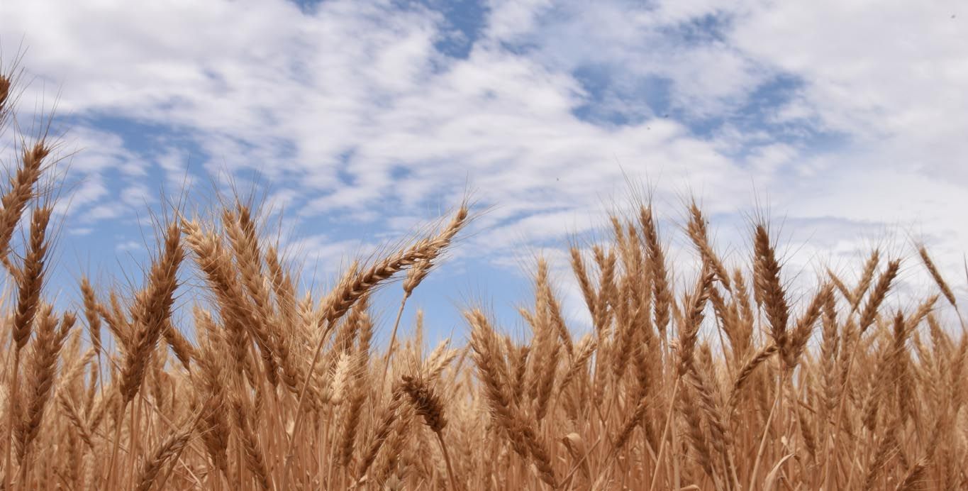 Barley crop close up - Farming the Business resources developed by P2PAgri for GRDC