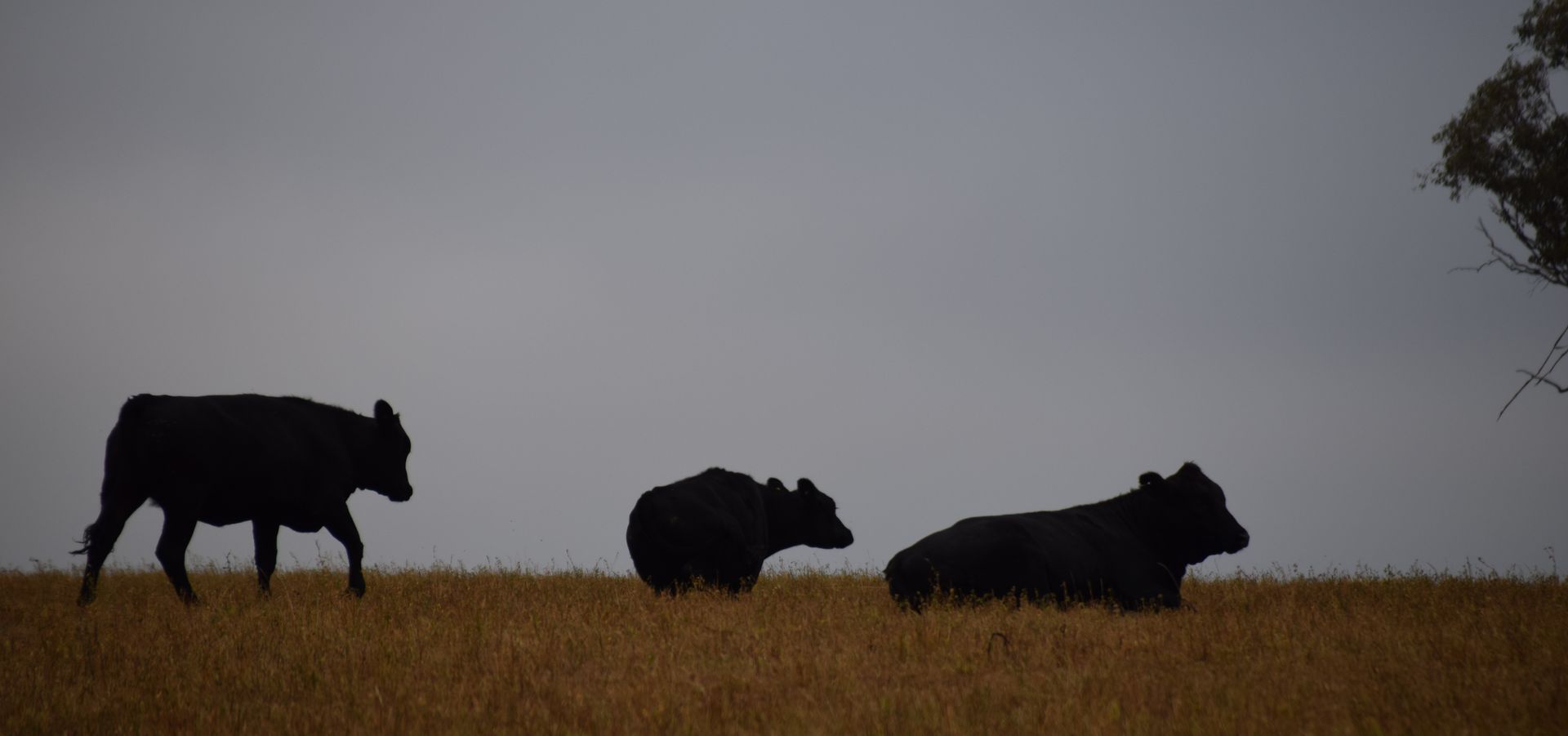 Track Livestock Numbers, DSE & Gross Margins in One Place