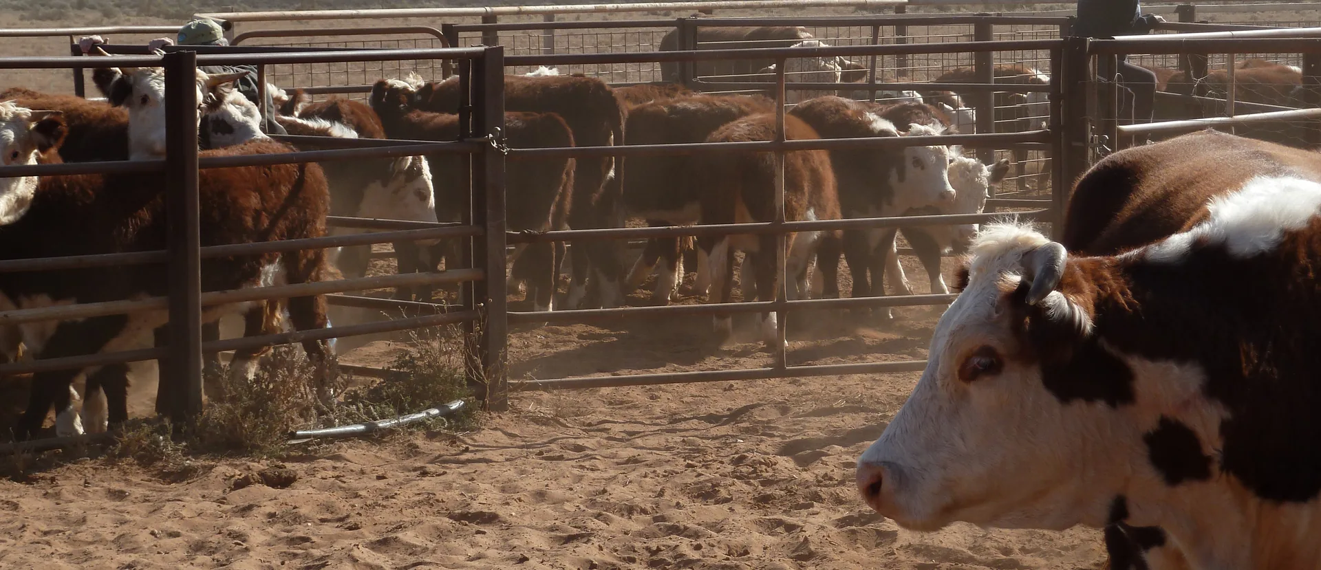 Australian cattle yards with farmer - P2PAgri budgeting and scenario analysis for livestock farms