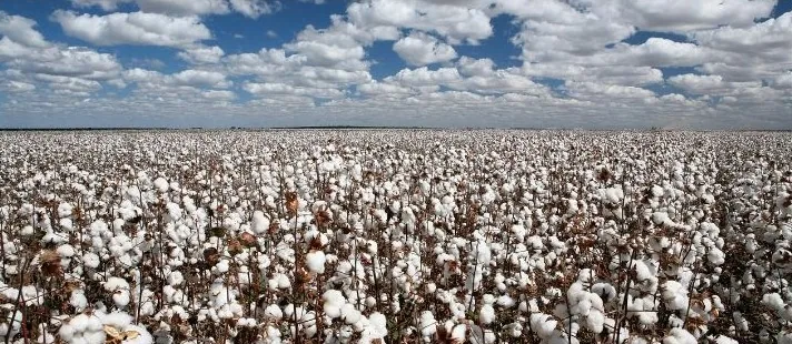 Calculating Cotton Gross Margins Accurately
