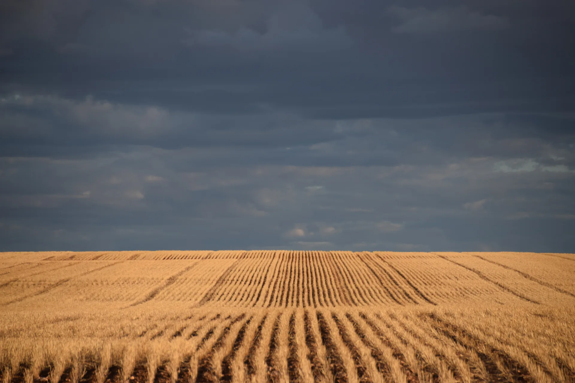 Harvested crop rows under dramatic sky - P2PAgri farm management software features
