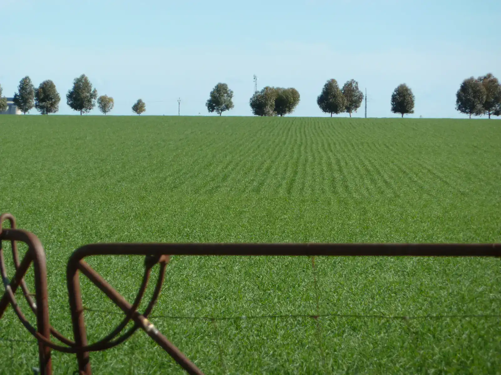 View through an old farm gate across the paddocks - understanding what the older generation wants for the farm