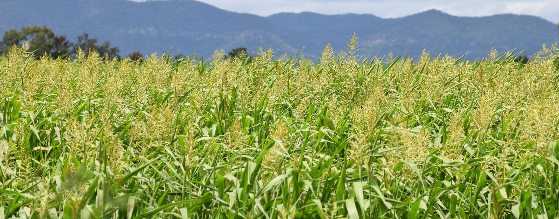 Rice crop with mountain backdrop - create a professional farm business plan for your bank