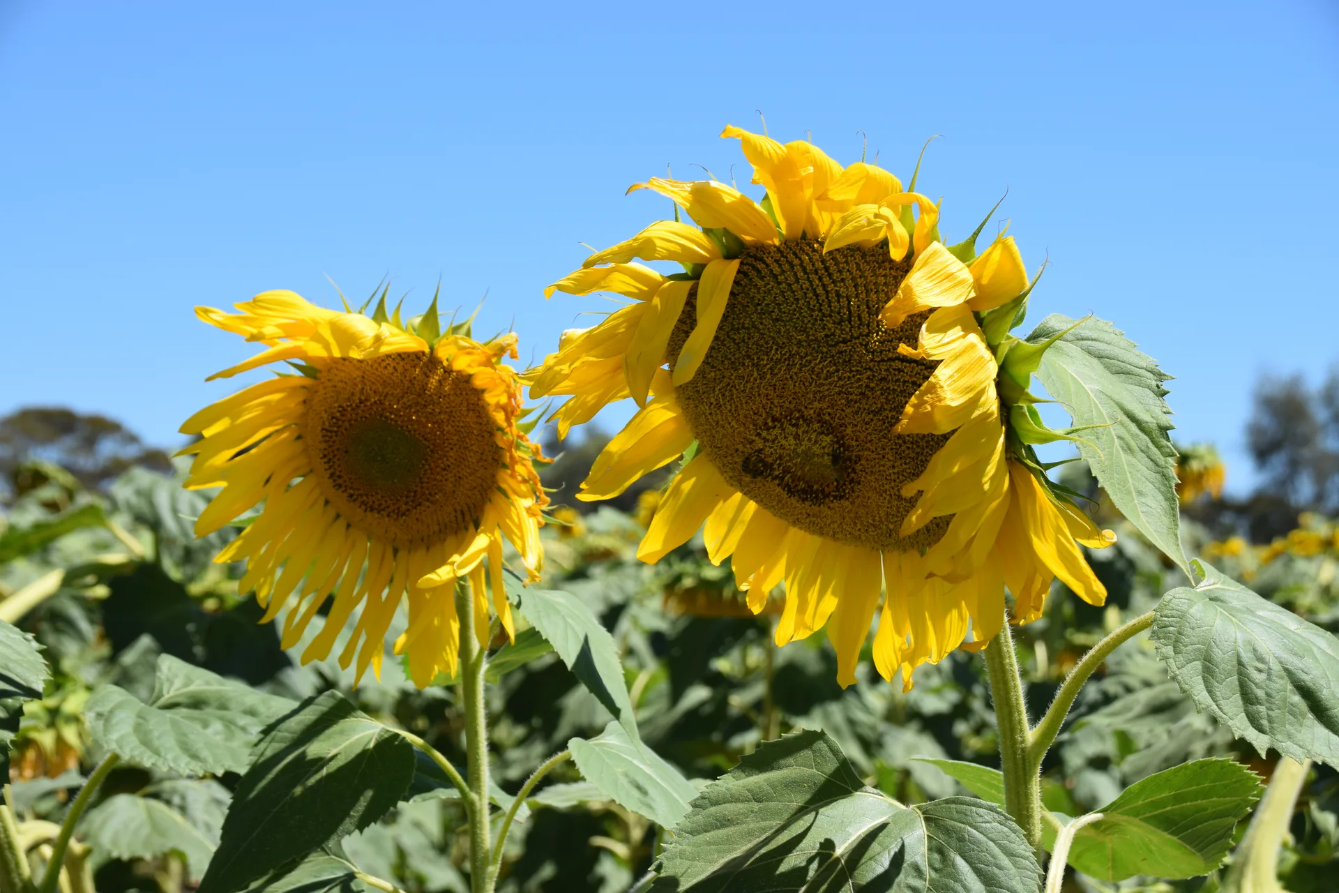 Farm Rainfall Tracking and Weekly Weather Forecast