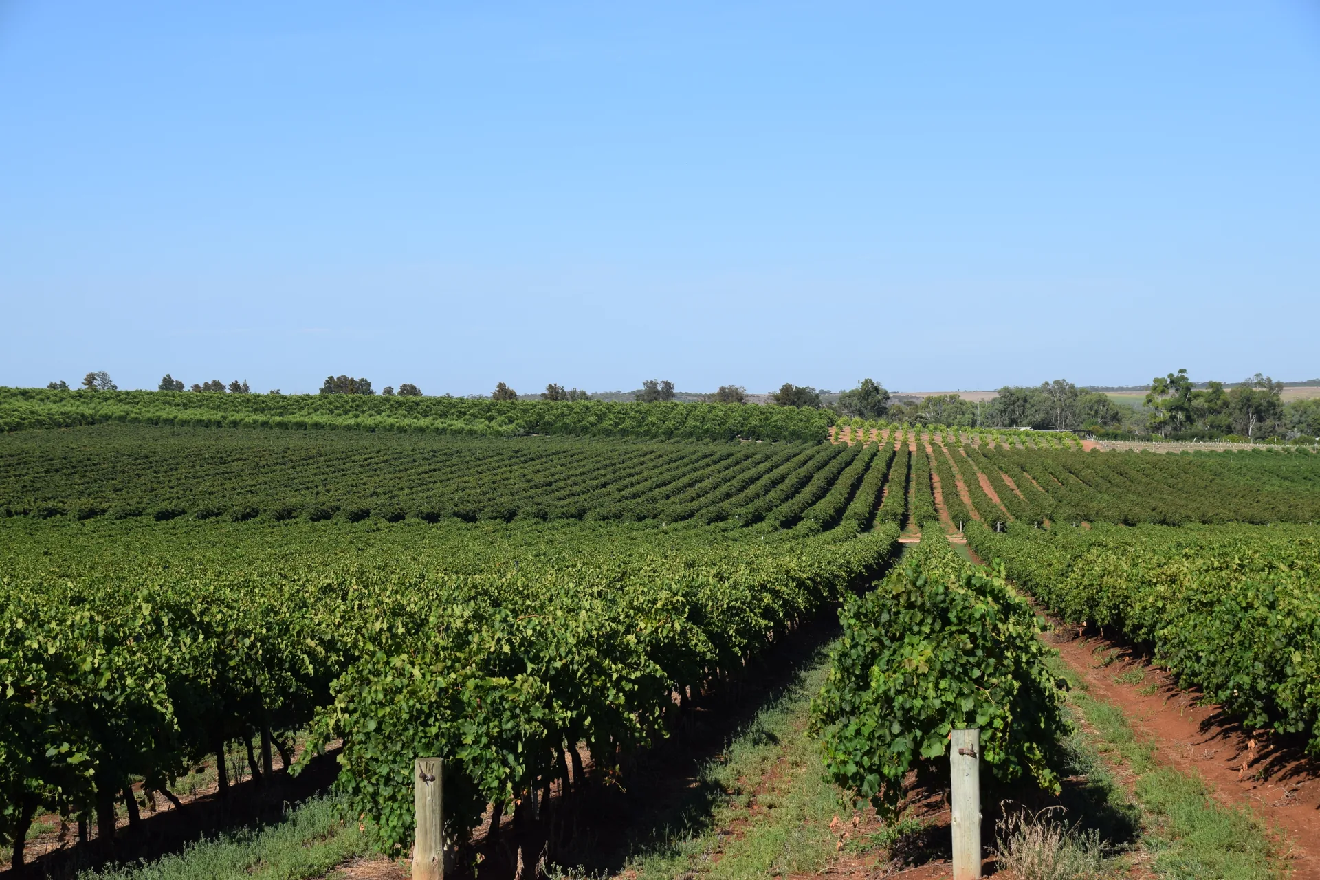 Australian vineyard rows - P2PAgri farm financial planning software pricing