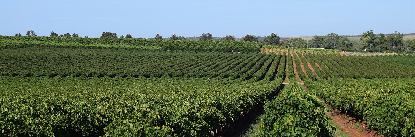 South Australian vineyard rows - P2PAgri Xero integration for farm accounting