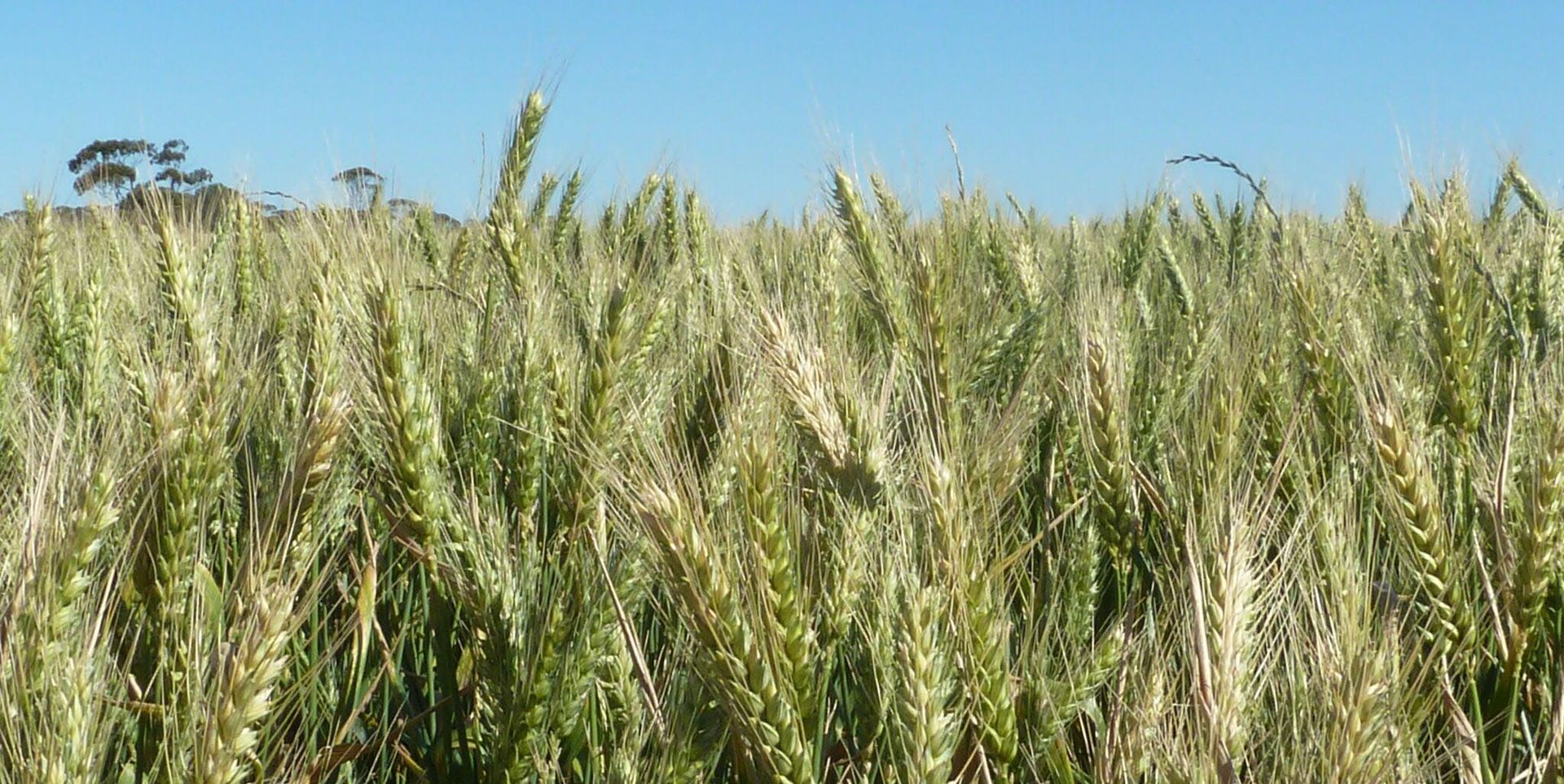 Manage Crop Marketing & Grain Sales Effectively