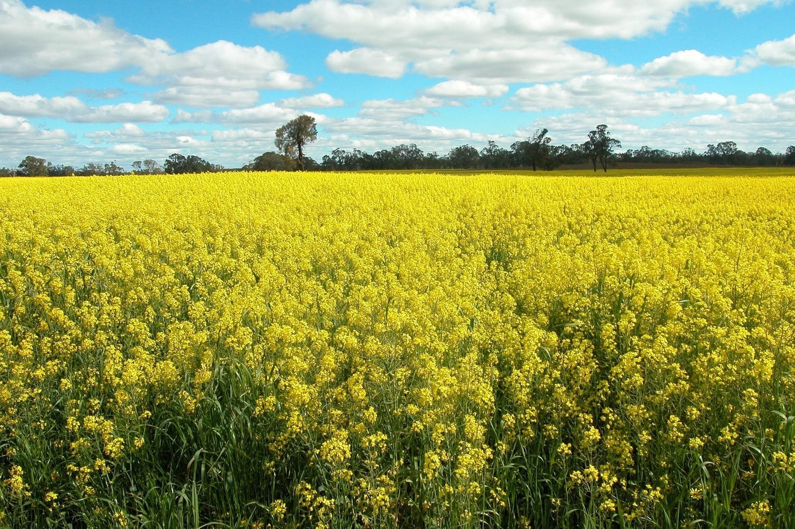 Canola crop in bloom - P2PAgri Essentials free farm financial software