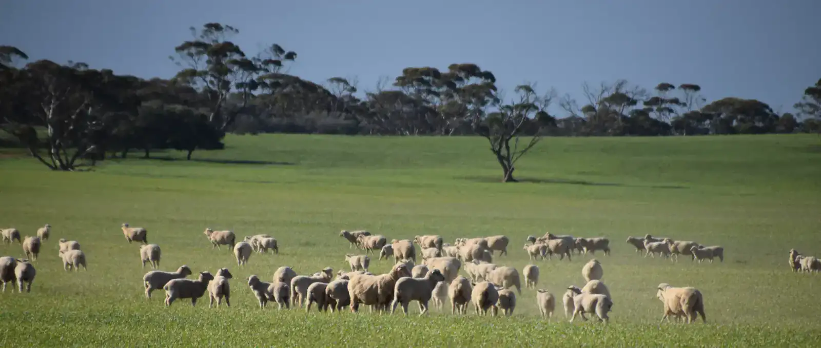 Pasture Management & Stocking Rate Optimisation